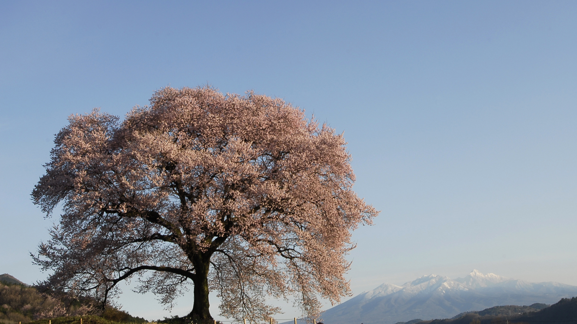 わにつかの桜 壁紙 壁紙 カレンダー 富士山