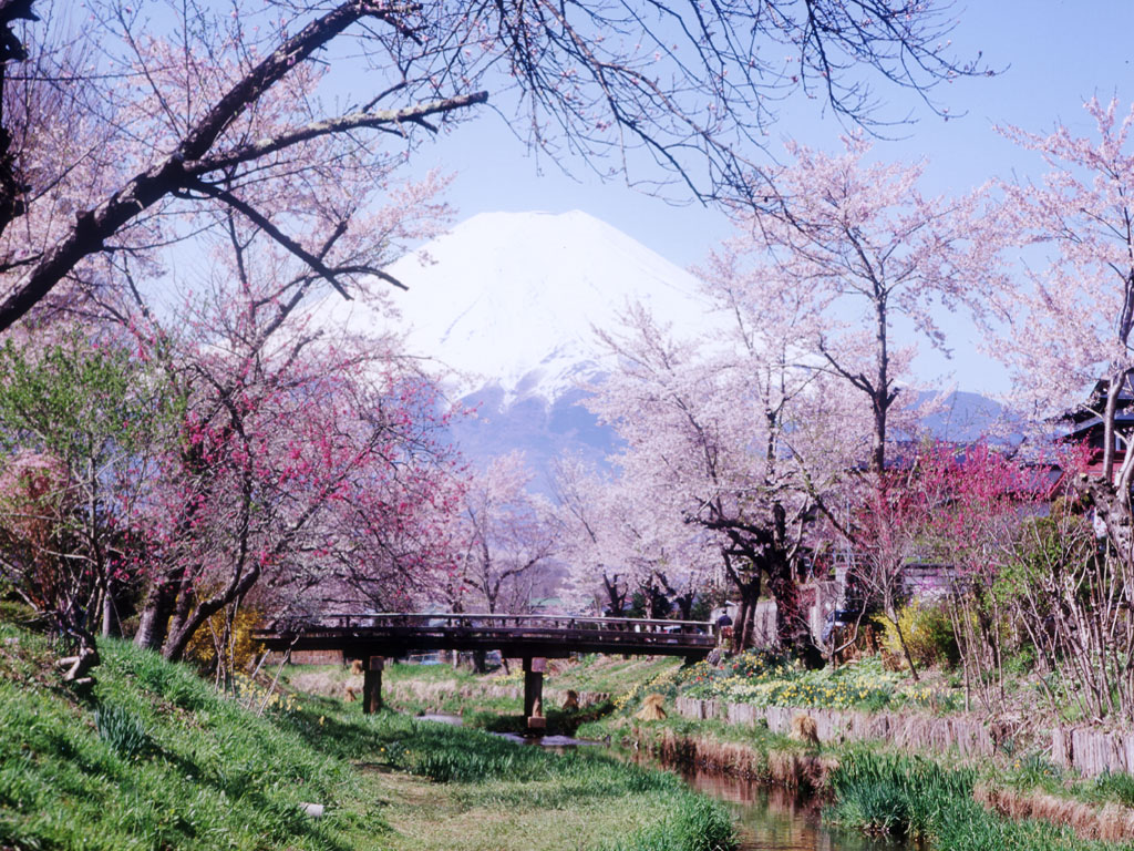 富士山と桜 忍野 壁紙 カレンダー 富士山